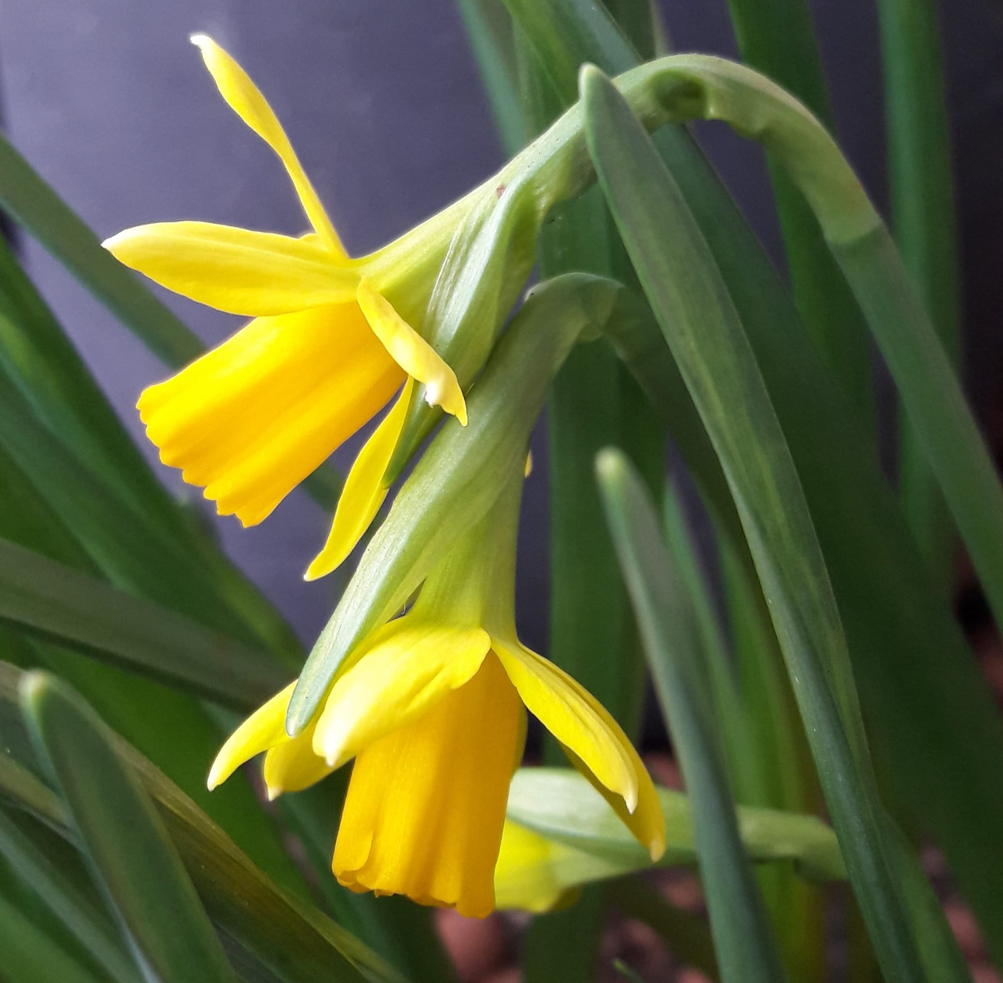 Premières Jonquilles