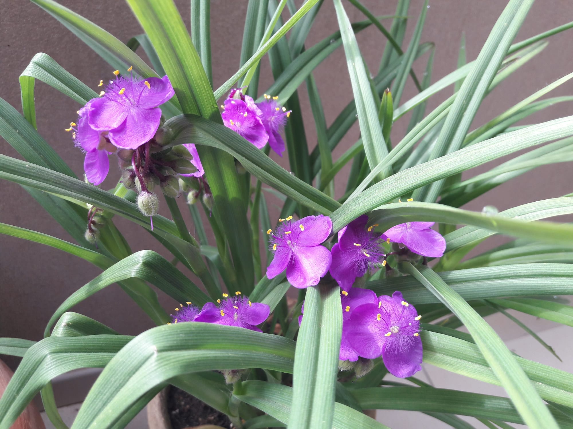 Tradescantia Virginiana