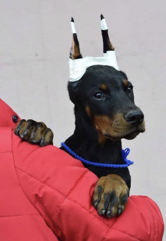 A Furever Friend
