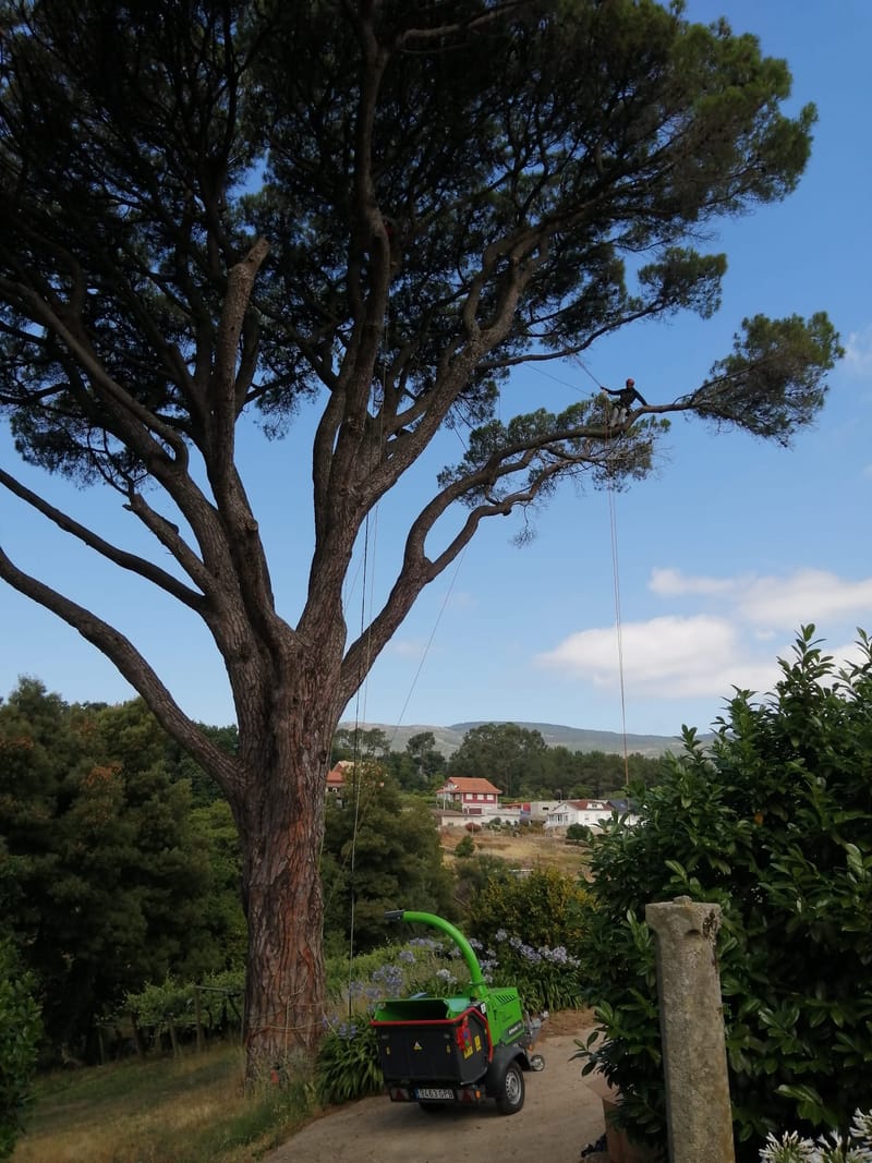 Taller/demostración trepa árbores. Dolfi Abraldes e Pablo Sánchez