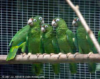 Save the Endangered Puerto Rican Parrot