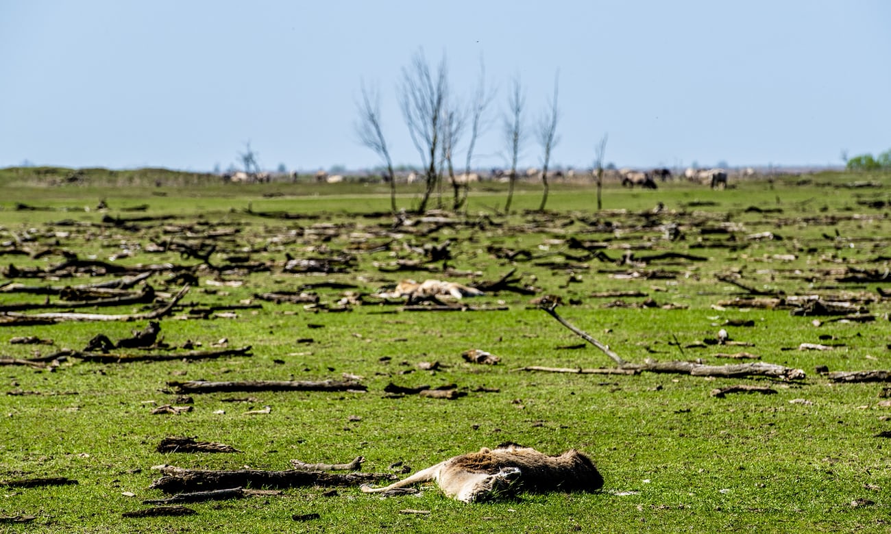 Dutch rewilding experiment sparks backlash as thousands of animals starve