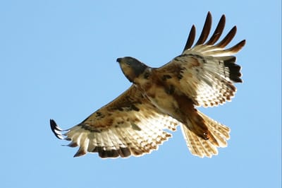 What&#039;s Next? image