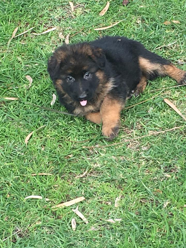 6 weeks old