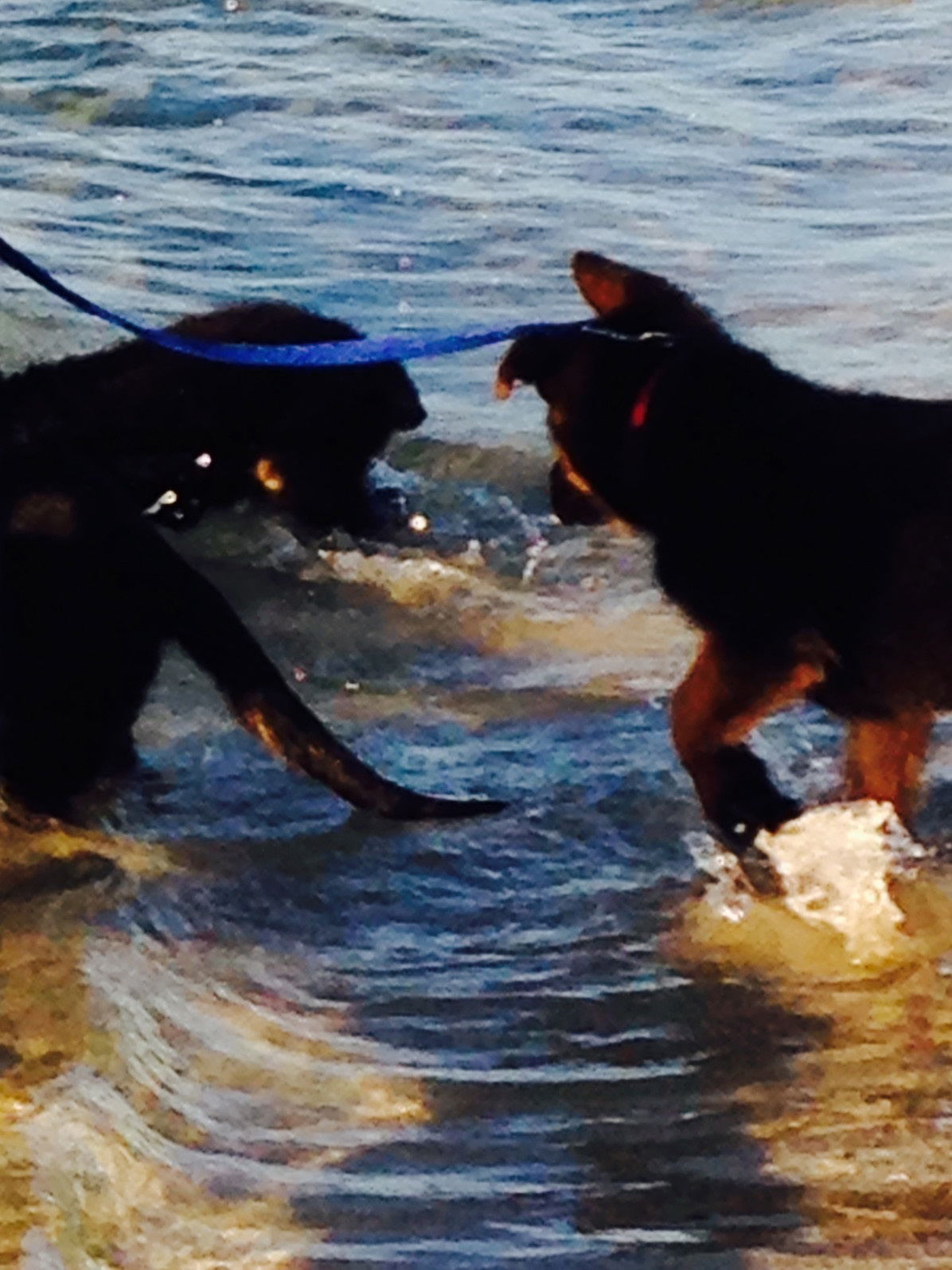 The boys first visit to the beach