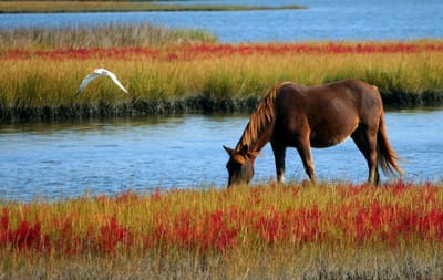 The Horse and The Puddle
