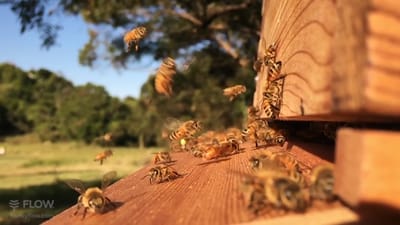 حول تربية النحل image