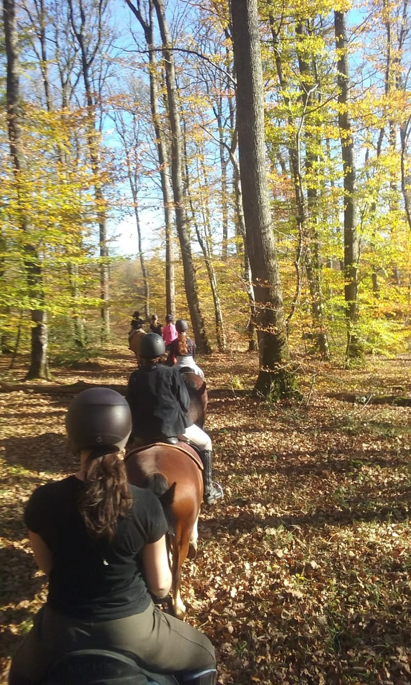 La Forêt Domaniale de Moulière