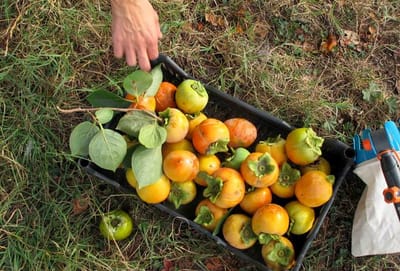 Informazioni image