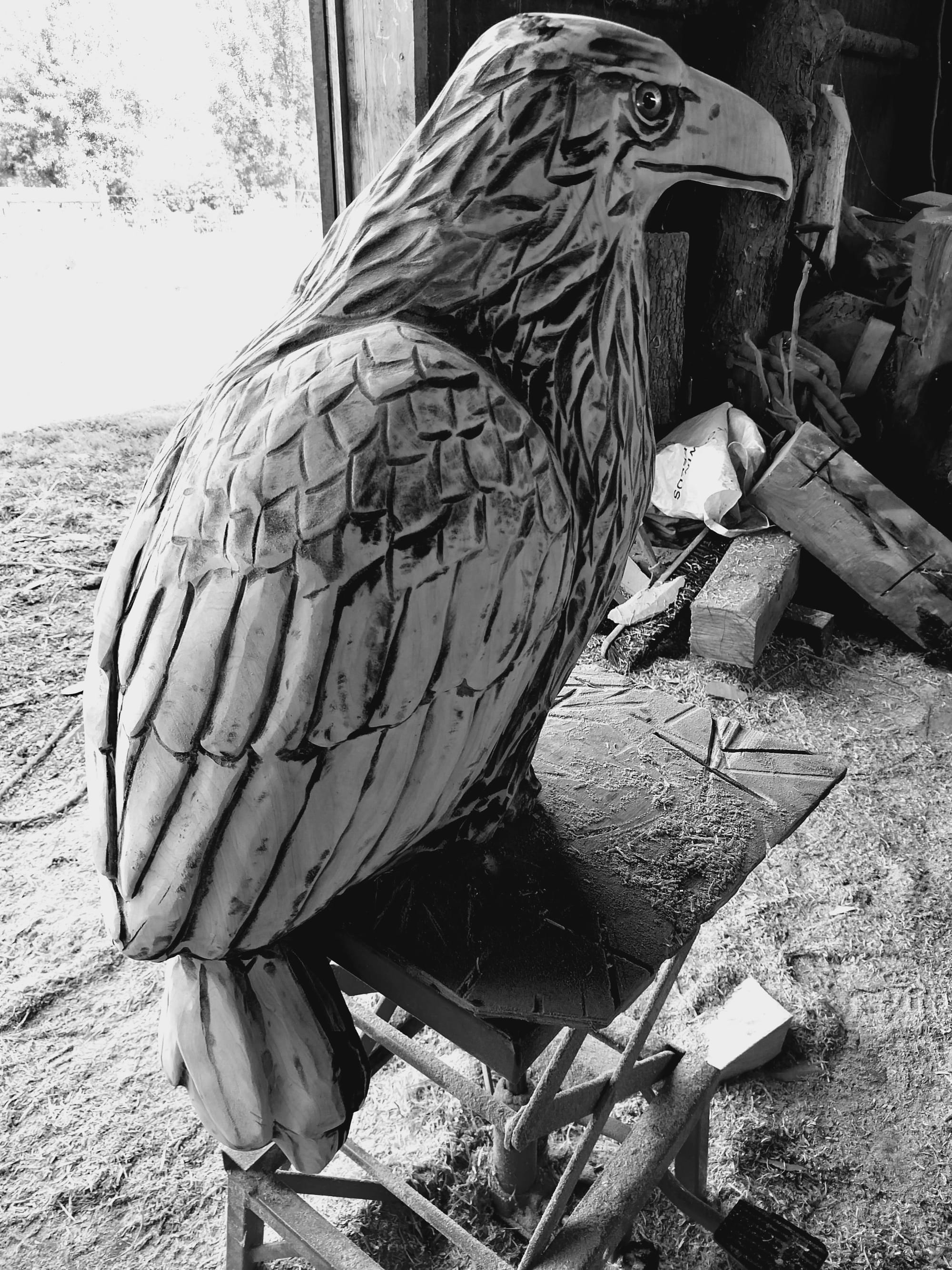 Wedge tail eagle