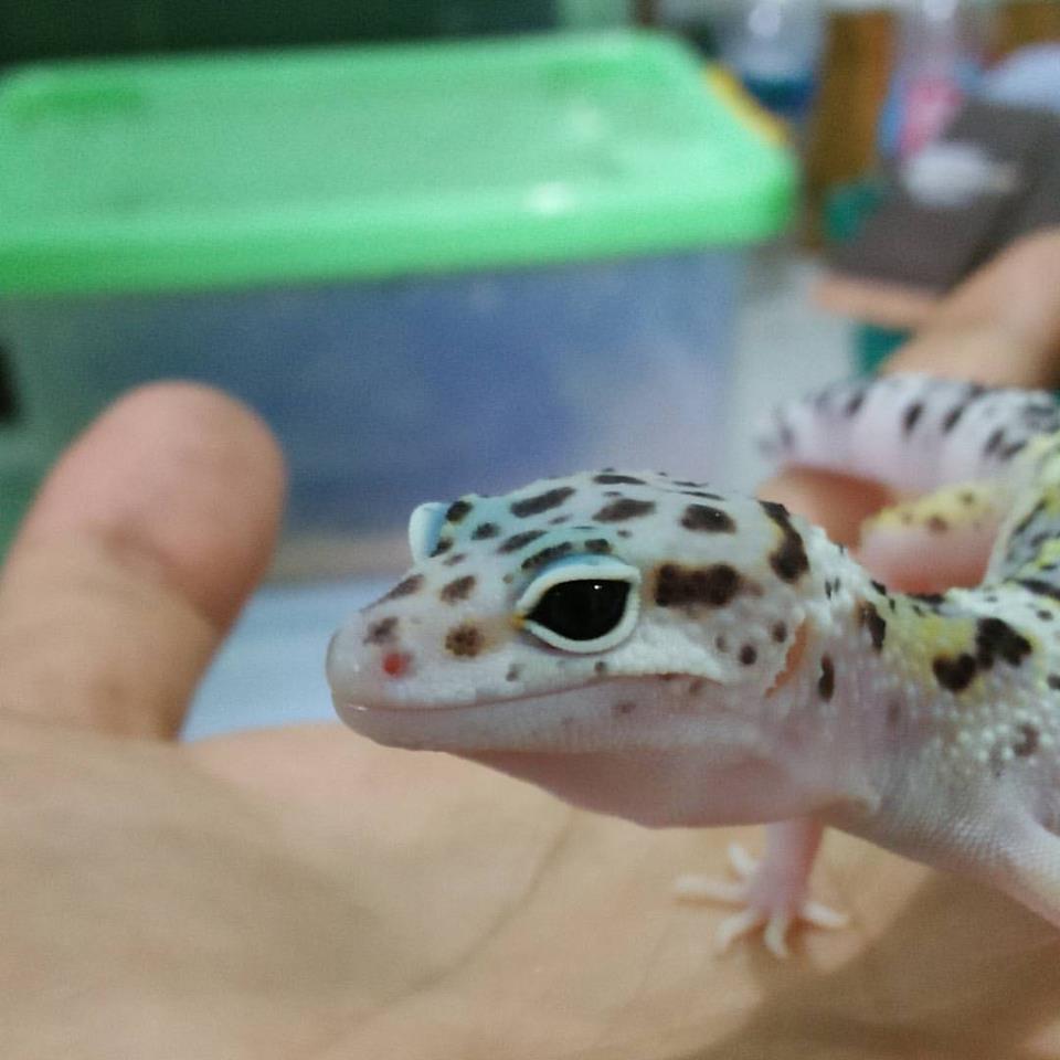 Memelihara Leopard Gecko