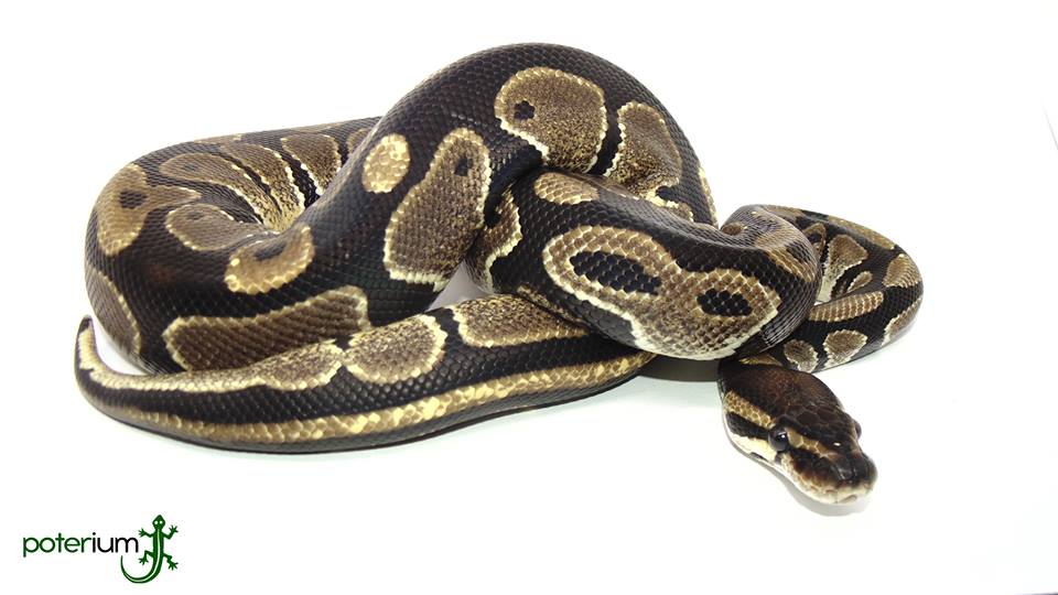 Ball Python Care Sheet