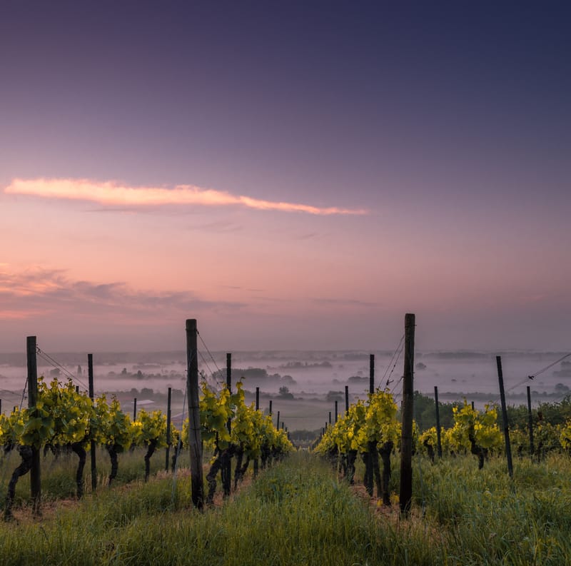 The Wine Festival | Day 1