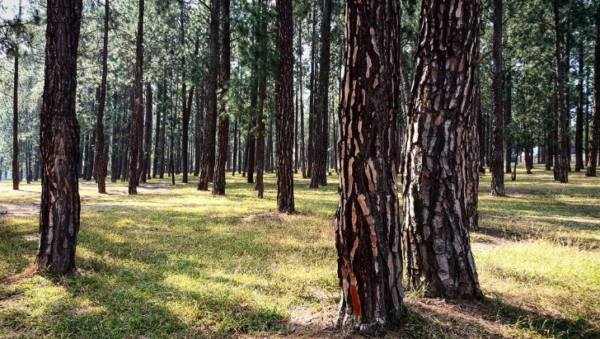 Bryanston Pine Forest
