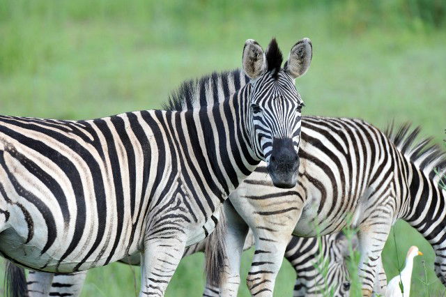 Groenkloof Nature Reserve