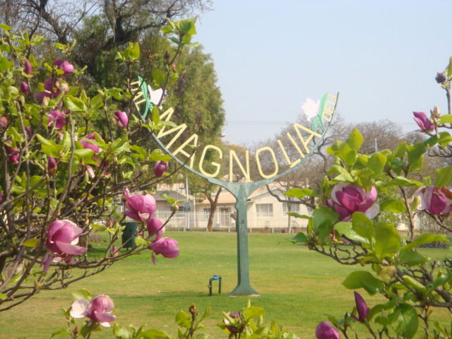 Magnolia Dell in Brooklyn