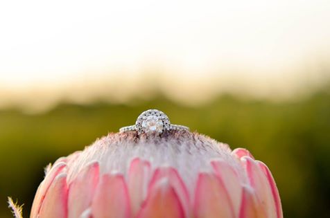 Harmonie Proteas