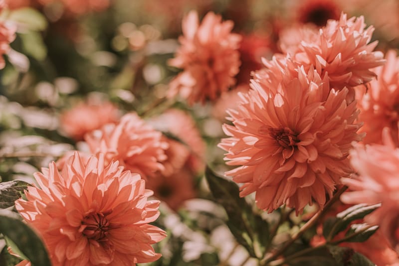 6 Reasons to Try Flower Arranging Classes