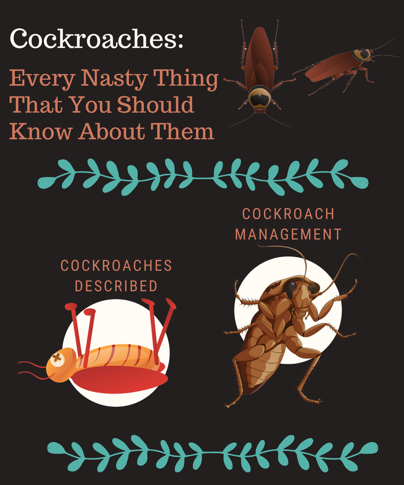 Cockroaches: Every Nasty Thing That You Should Know About Them