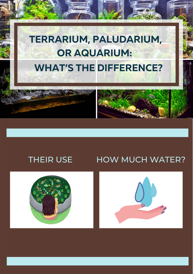 Terrarium, Paludarium, or Aquarium: What’s the Difference?