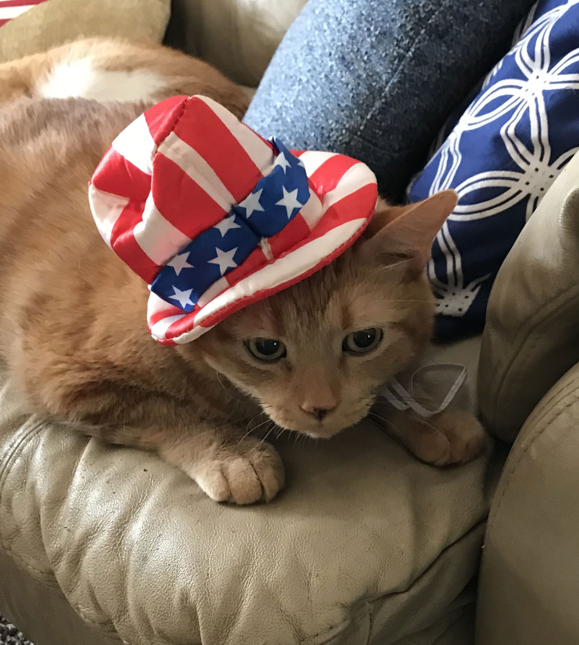 Dino is ready for the 4th