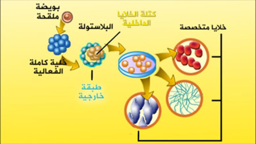 تقرير لقناة الجزيرة حول الخلايا الجذعية