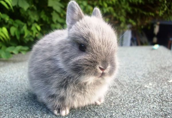 Mini Rex