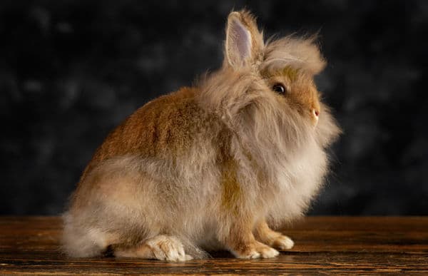 Lionhead