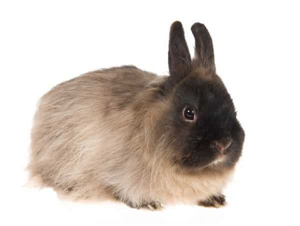 Conejo Lanoso de Jersey