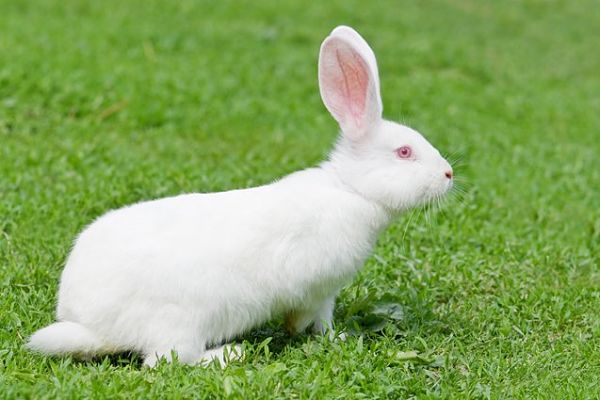 Conejo Blanco de Florida