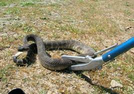 شركة مكافحة الفئران بحائل