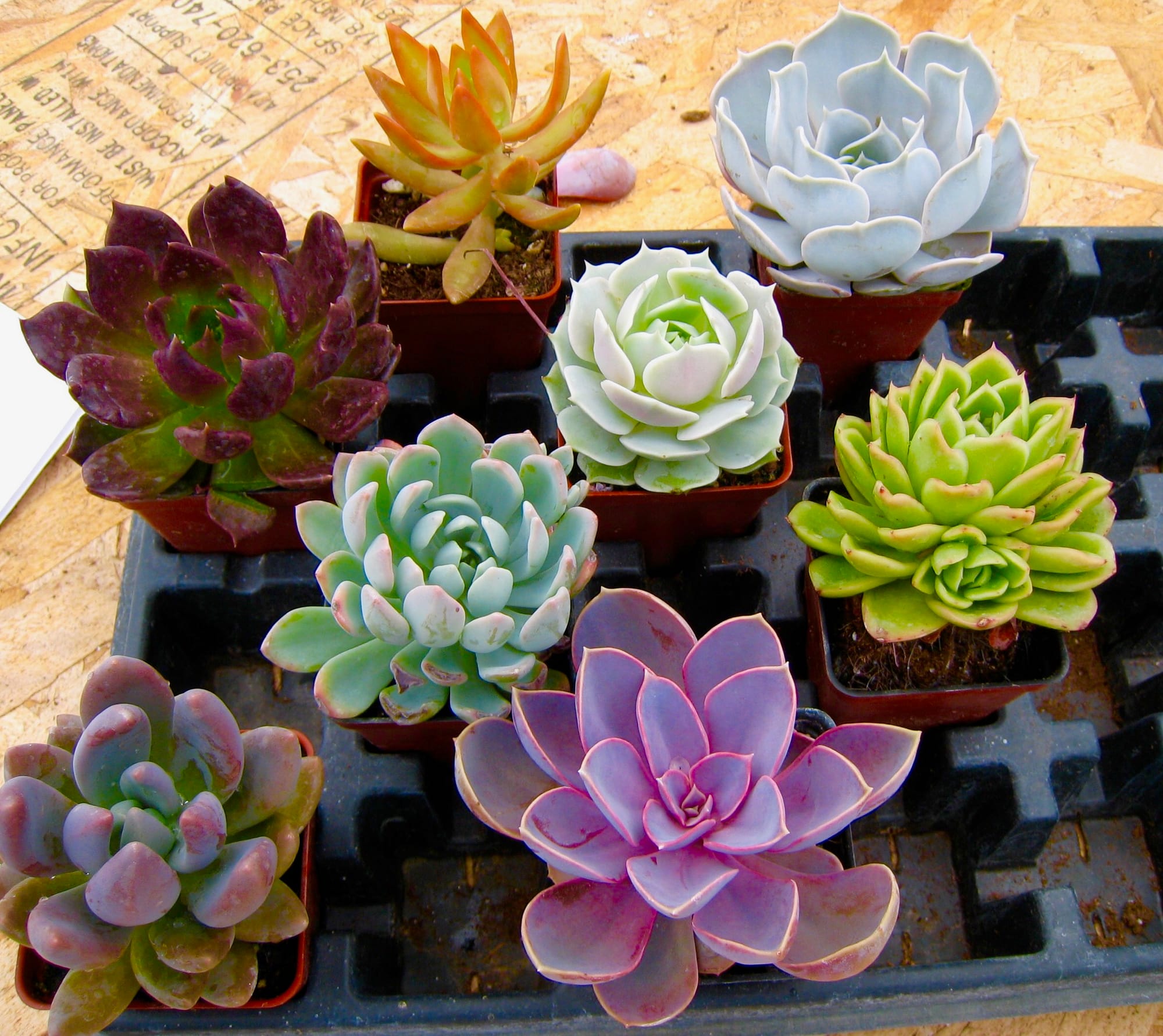 INDIVIDUAL SUCCULENTS