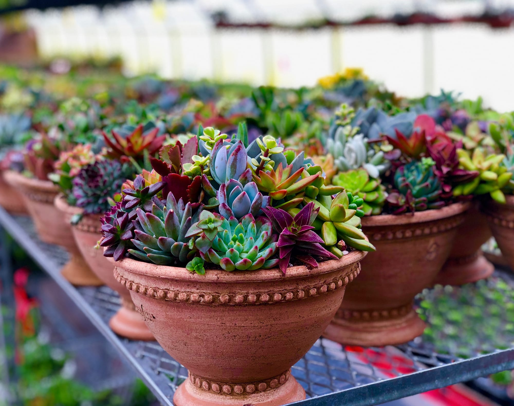 PRE-PLANTED SUCCULENT ARRANGEMENTS