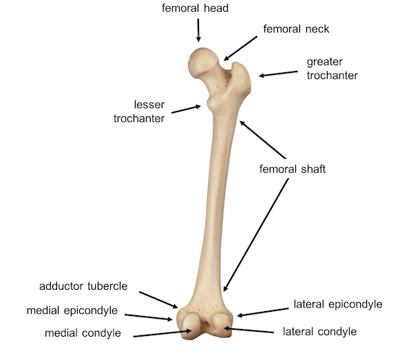 femur