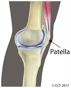 patella