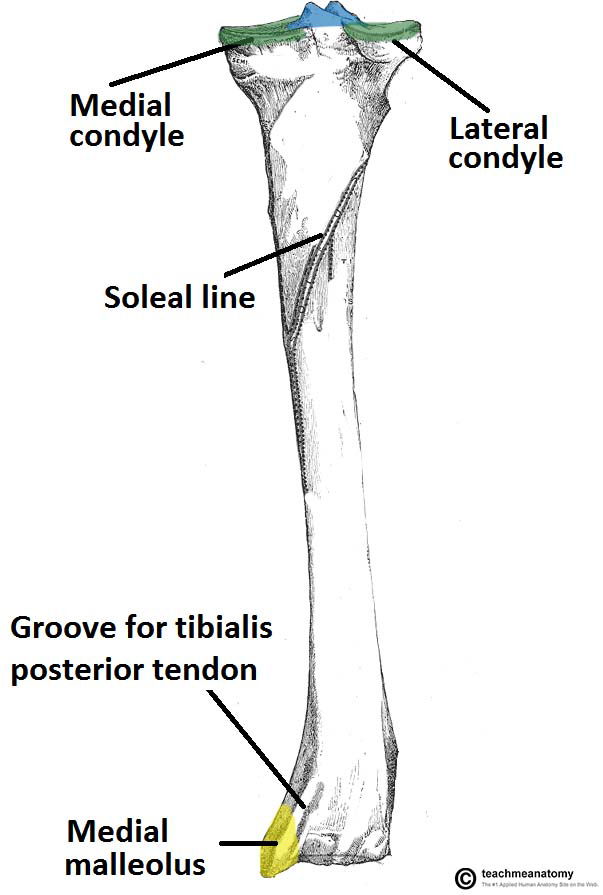 tibia