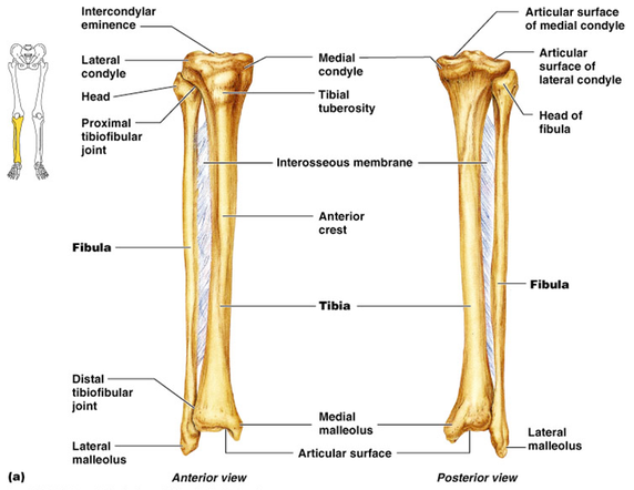 fibula