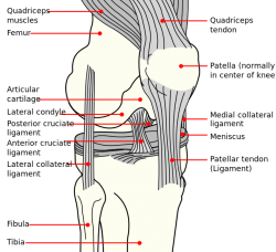 lateral collateral ligaments