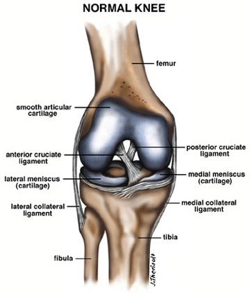 anterior cruciate ligament
