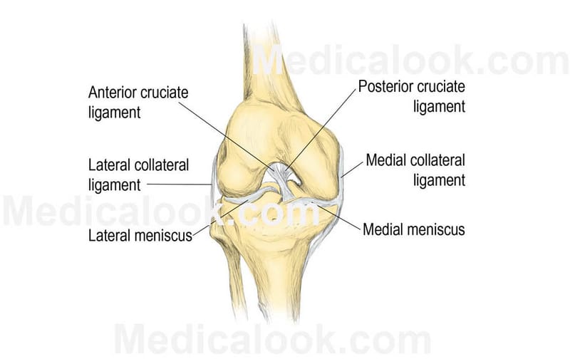tibiofemoral joint