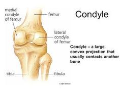 condyles