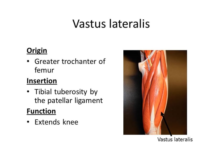 vastus lateralis
