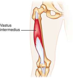 vastus intermedius