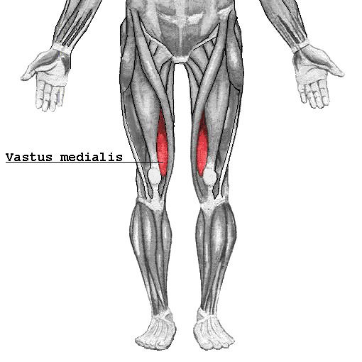 vastus medialis
