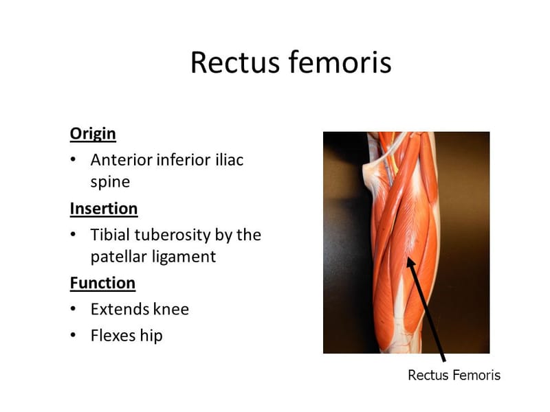 vastus femoris