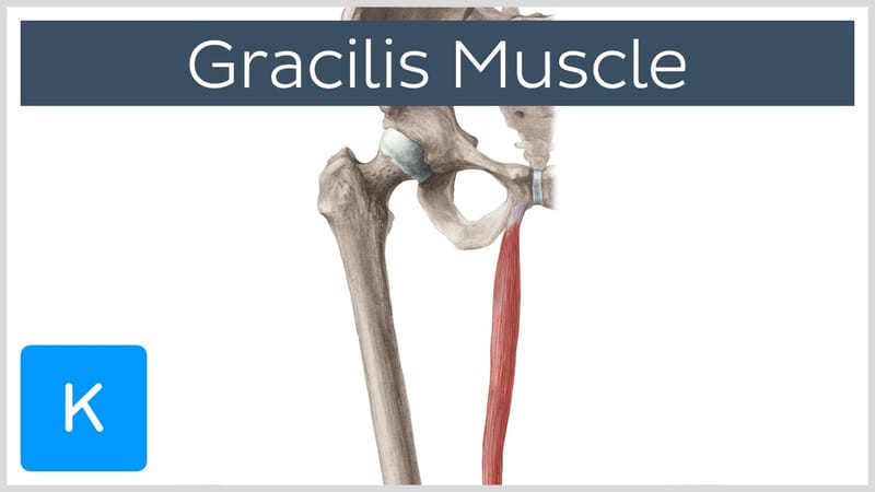 gracilis