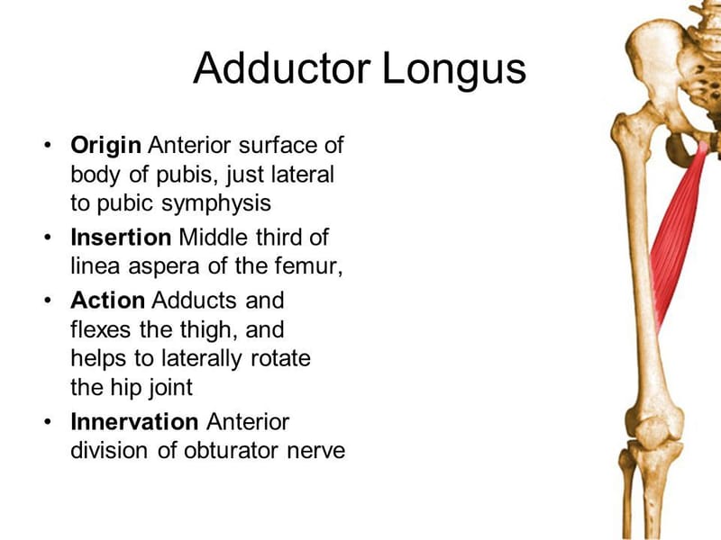 adductor longus