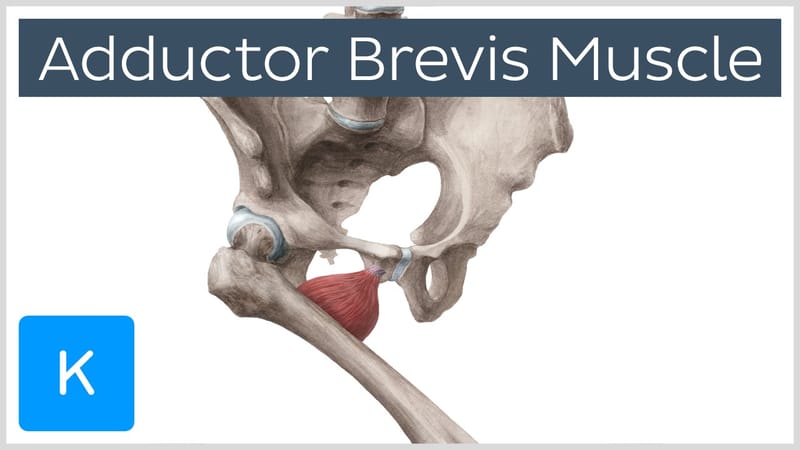 adductor brevis
