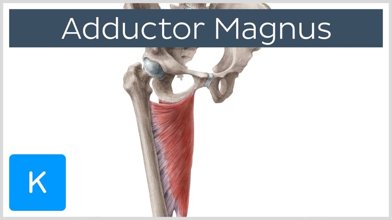 adductor magnus