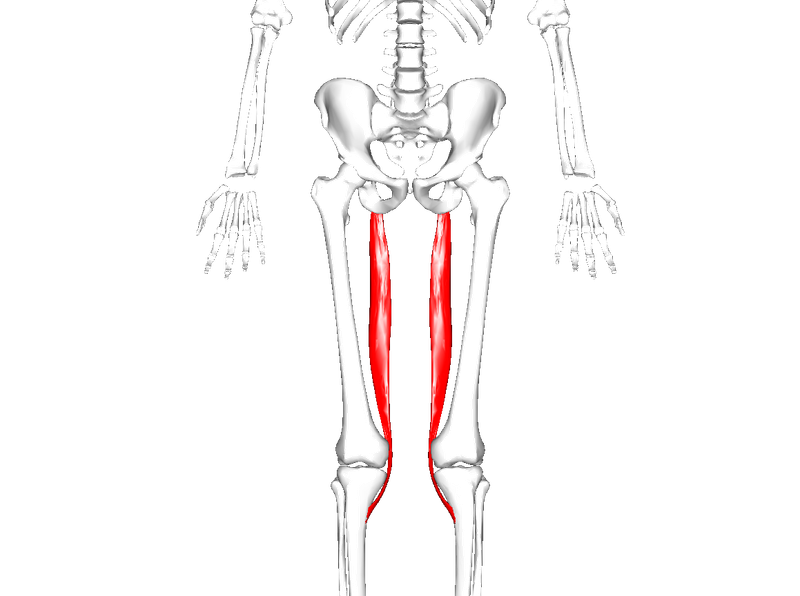 semitendinosus
